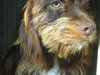 Snookie (Ritzy)