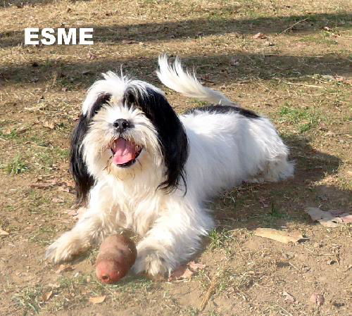 Esme (Ritzy)