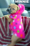 Minnie (Puppy)
