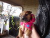 Minnie (Puppy)