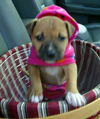 Minnie (Puppy)