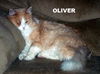 Oliver