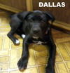 Dallas (Puppy)