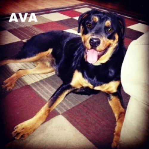 Ava (Ritzy)