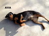 Ava (Ritzy)
