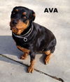 Ava (Ritzy)