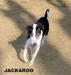 Jackaroo