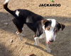 Jackaroo