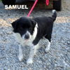 Samuel (GrandPaws)