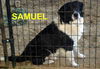 Samuel (GrandPaws)