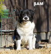 Samuel (GrandPaws)