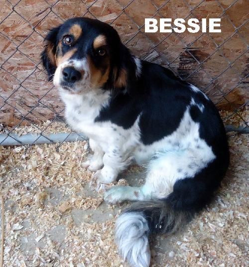 Bessie