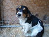 Bessie