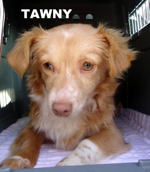 Tawny (Puppy)