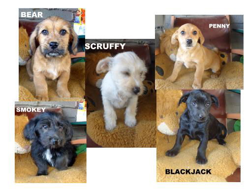 Scruffy Pups (Puppy)