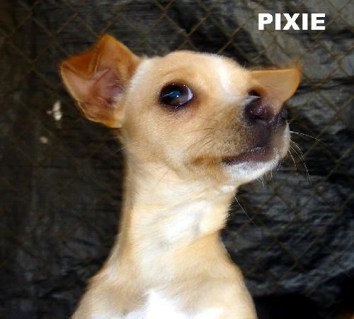 Pixie