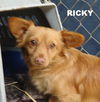Ricky