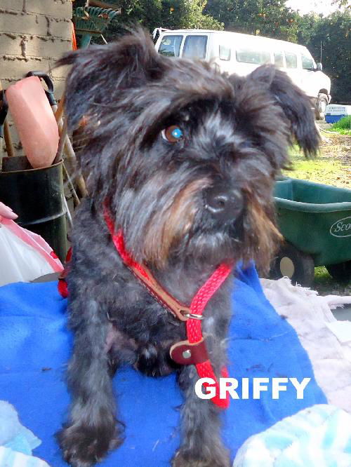 Griffy