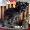 Griffy