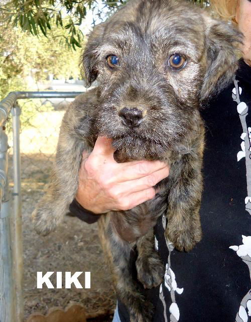 Kiki (Puppy)