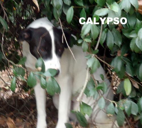 Calypso