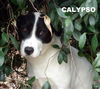 Calypso