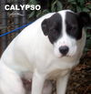 Calypso