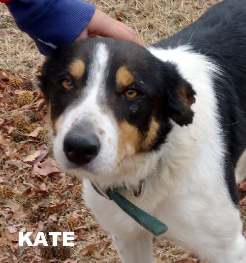 Kate (GrandPaws)