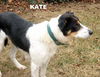 Kate (GrandPaws)