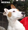 Meena