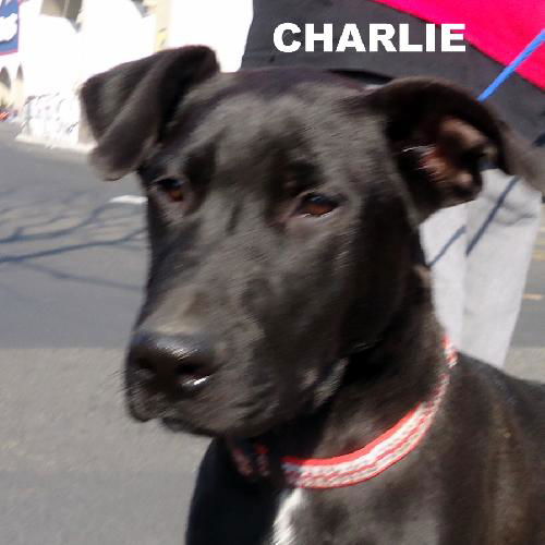 Charlie (Ritzy)