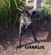 Charlie (Ritzy)