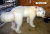 Simone (Ritzy)