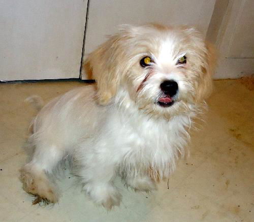 Mo (Posh Puppy)