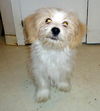 Mo (Posh Puppy)