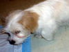 Mo (Posh Puppy)