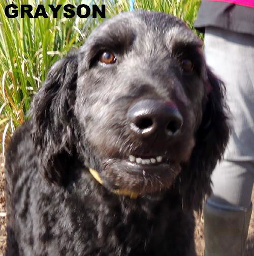 Grayson