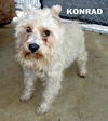 Konrad (Ritzy)