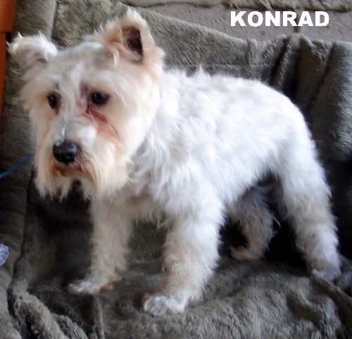 Konrad (Ritzy)