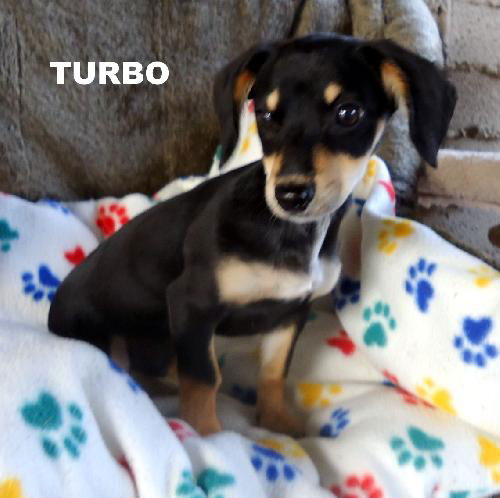 Turbo (Puppy)