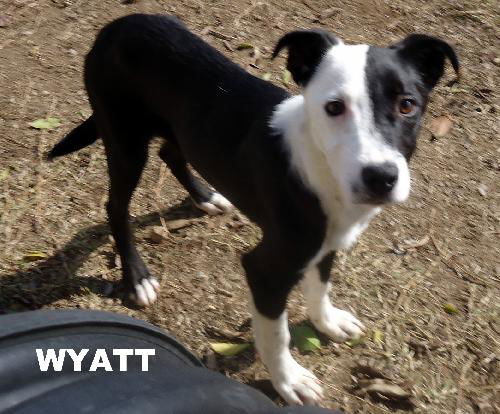 Wyatt (Puppy)