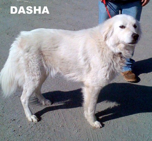 Dasha (Ritzy)