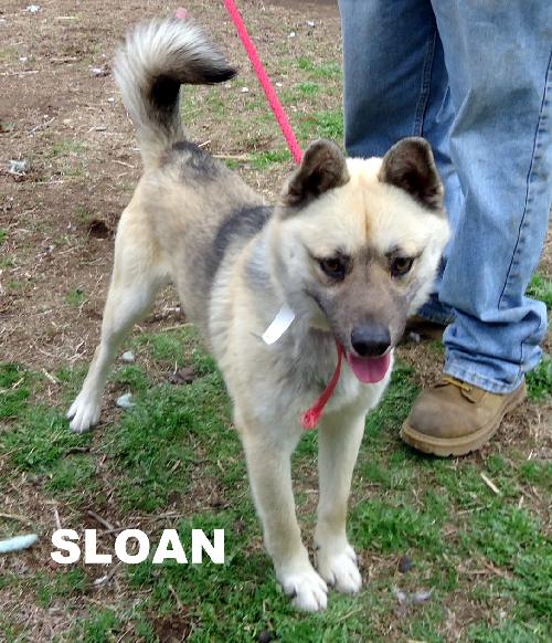 Sloan
