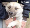 Sloan