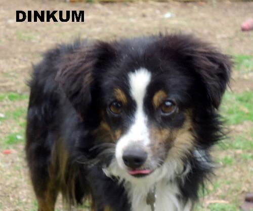 Dinkum (Ritzy)