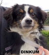 Dinkum (Ritzy)