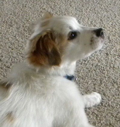Bret (Puppy)
