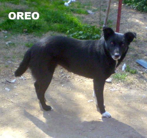 Oreo