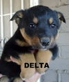 Delta (Puppy)