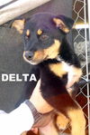 Delta (Puppy)